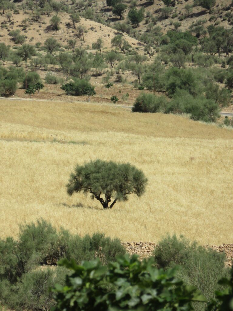 کوهپیمایی چشمه چاه بید میمند